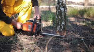  , USA Tree Services Pros